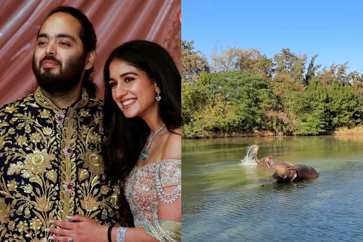 Magnate indio propone al gobierno colombiano reubicar hipopótamos a santuario animal en su país