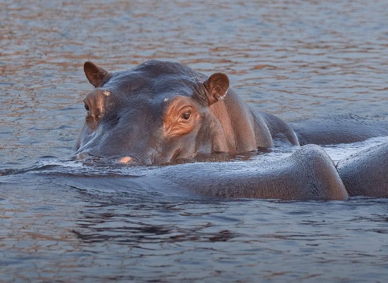 Así es Vantara, el santuario animal al que magnate indio propone llevar hipopótamos de Colombia
