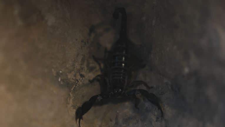 Altas temperaturas generan la presencia de alacranes y serpientes en el Valle de Aburrá