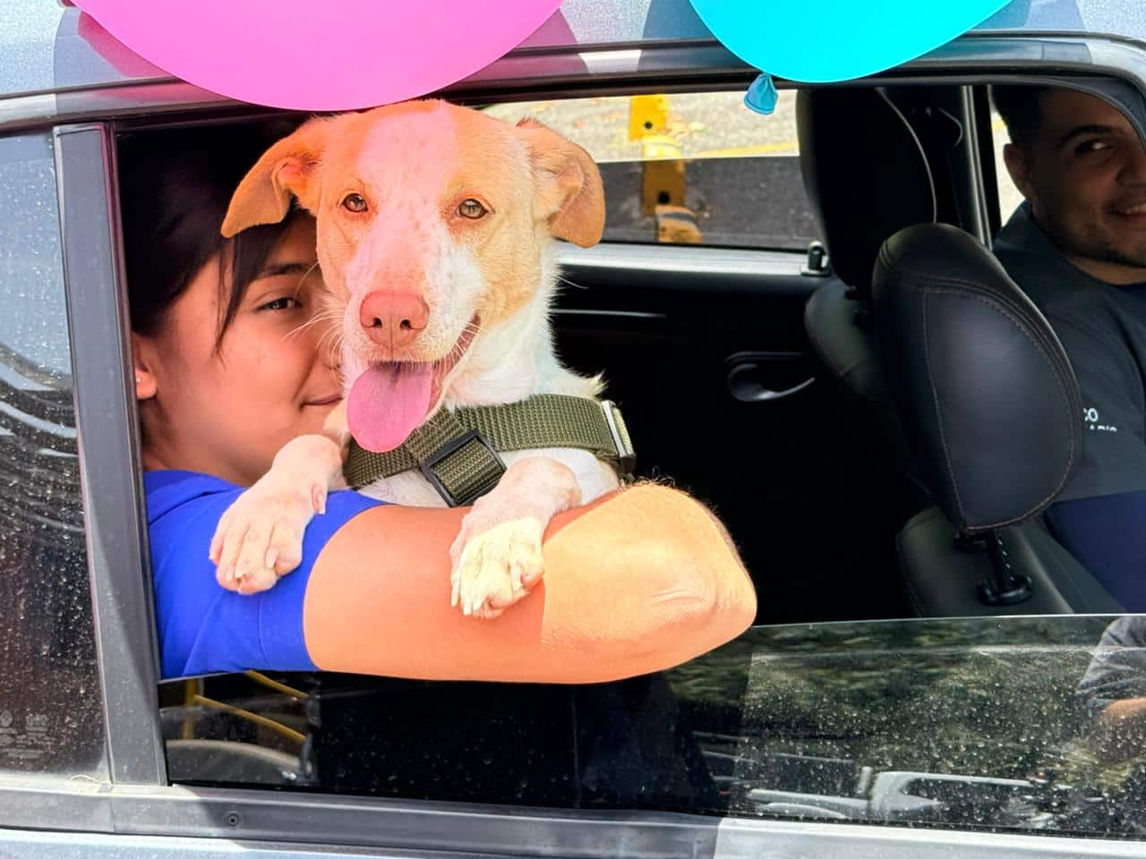 La inspiradora historia de Analí, la perrita que superó el moquillo