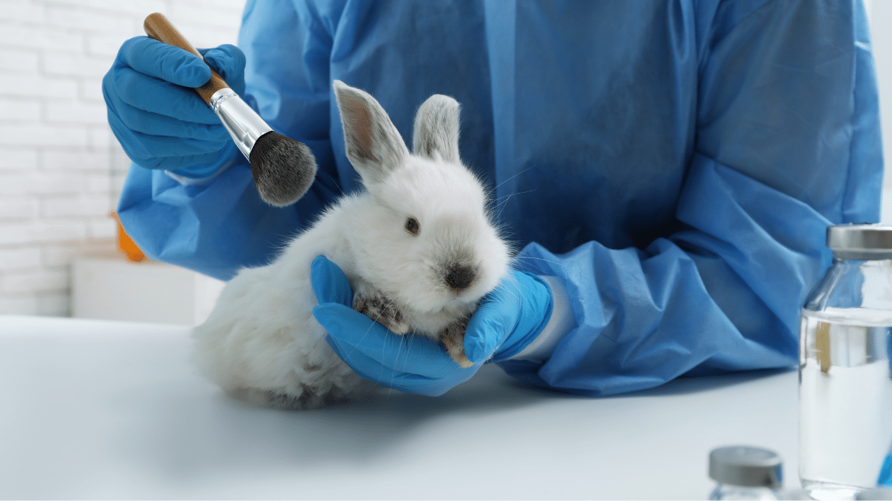 Colombia reglamenta la prohibición de cosméticos que hayan sido testeados en animales