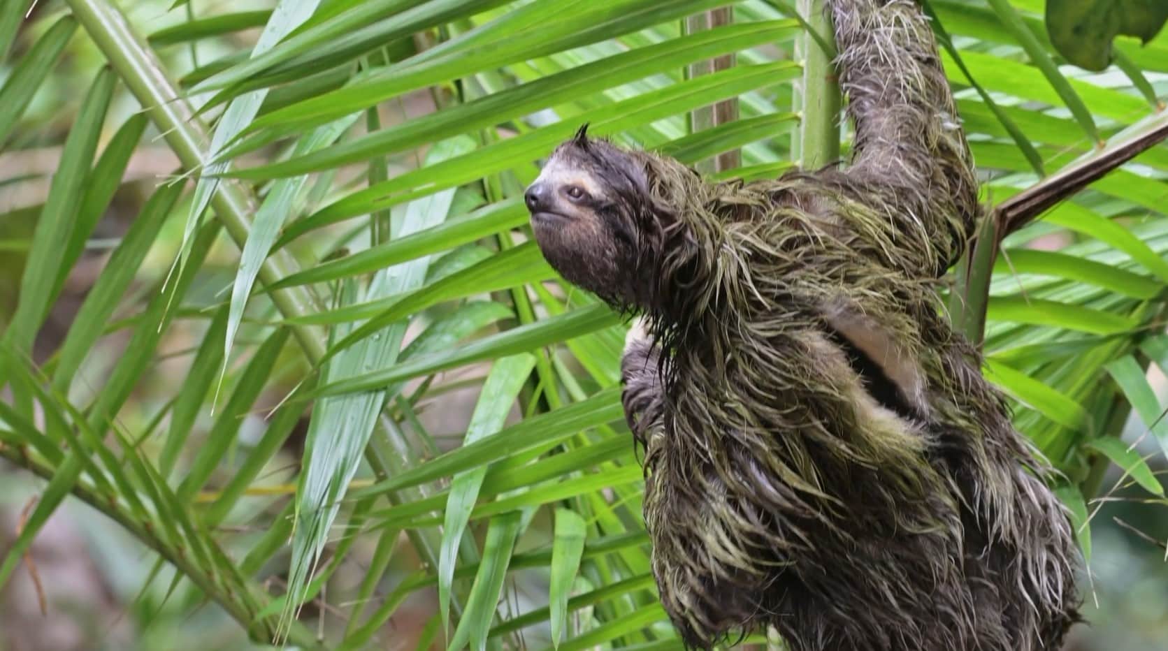 Corantioquia lanza campaña para la protección de la fauna silvestre