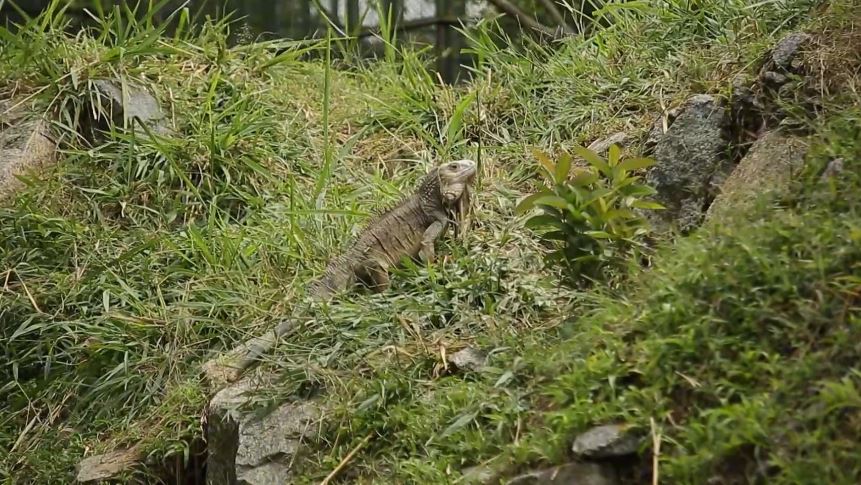 Impacto de la disposición de residuos en la fauna de los corredores azules del Valle de Aburrá