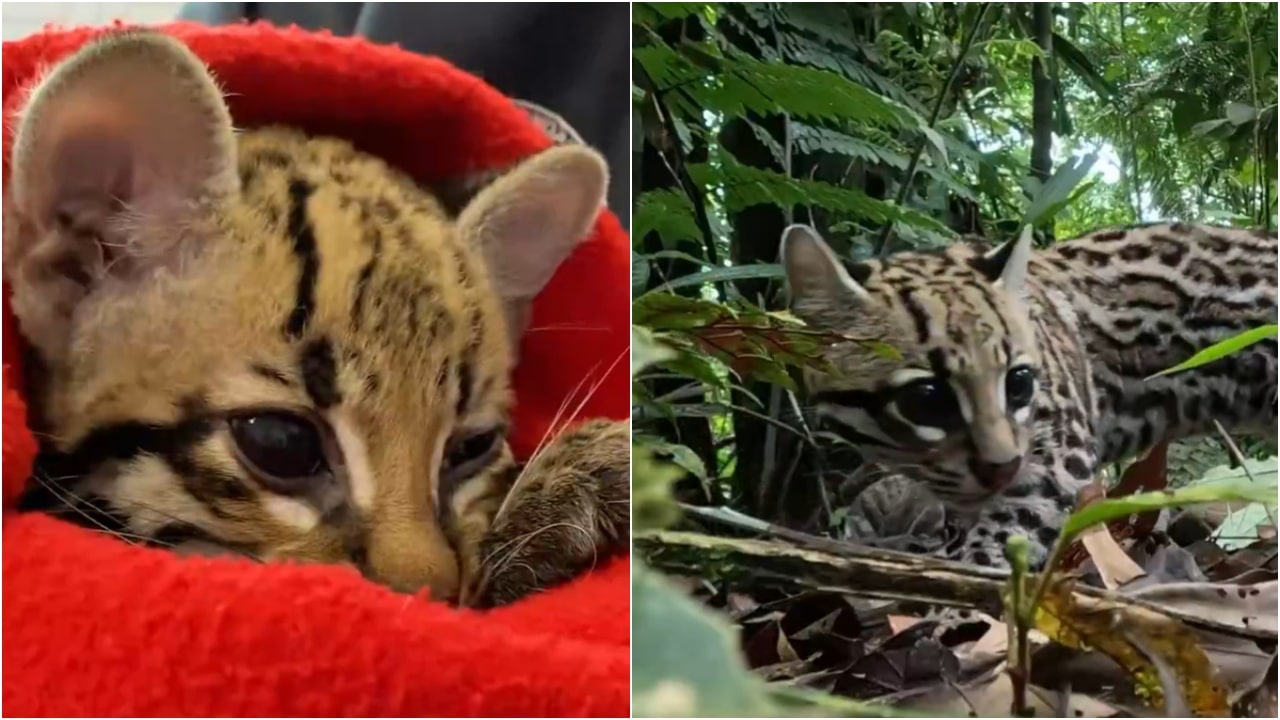 Pequeña ocelote fue liberada en su hábitat natural tras meses de rehabilitación