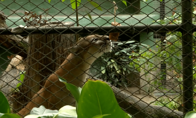 Helados para animales en el Parque de la Conservación ante las altas temperaturas