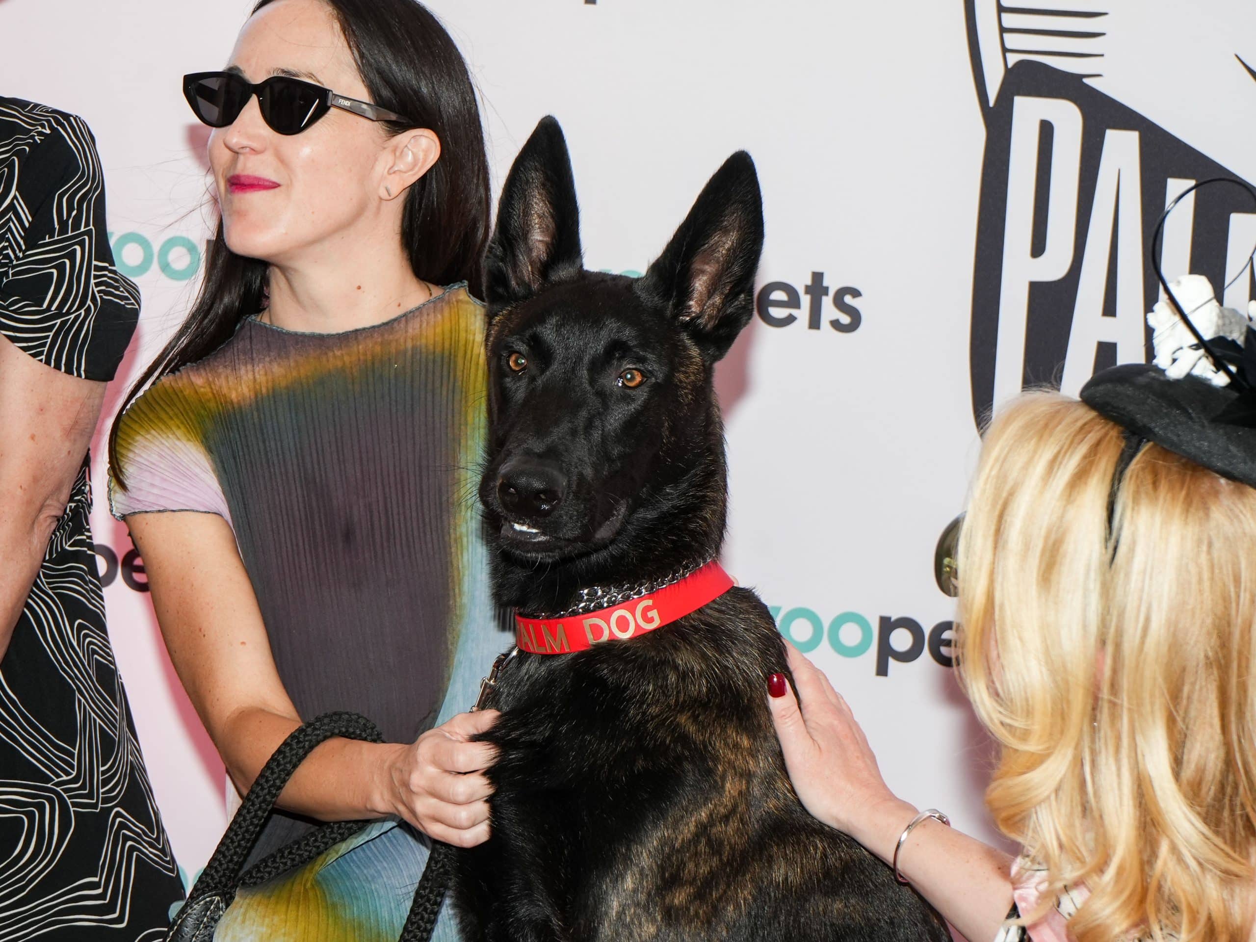 Sensación en Cannes por Yuri, perra ganadora de la Palm Dog 2026