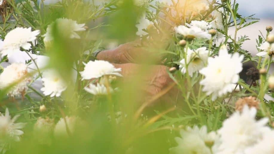 ¿Si habrá flores para las silletas? A floricultores les preocupa el fenómeno de El Niño