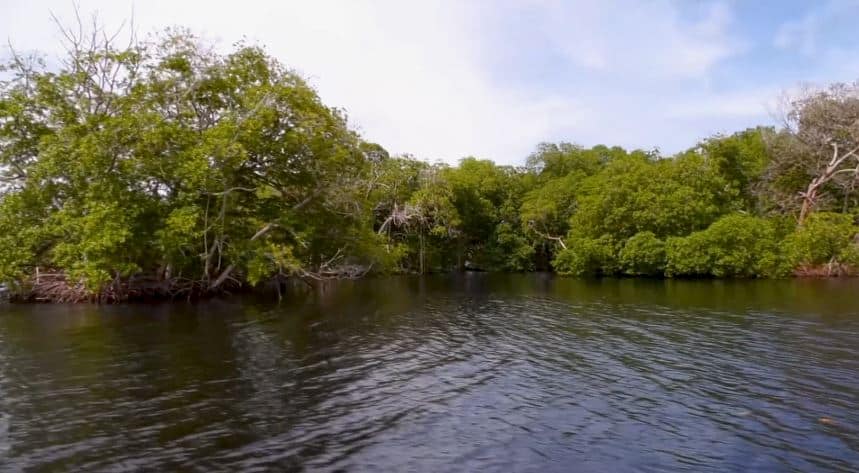 La tala indiscriminada de manglares en Urabá y su impacto en la biodiversidad