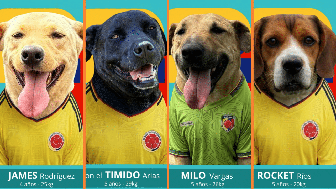 ¡También esperan ser seleccionados! Fundación de perritos rescatados hizo su álbum tipo Mundial