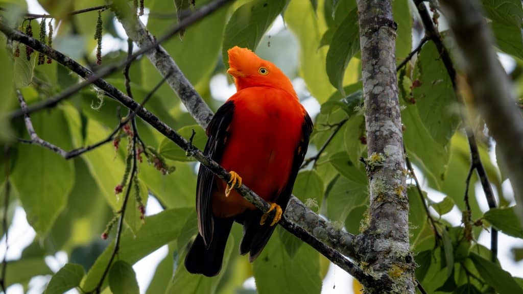 Colombia, el país con más especies de aves del mundo, protagonista de programa estadounidense