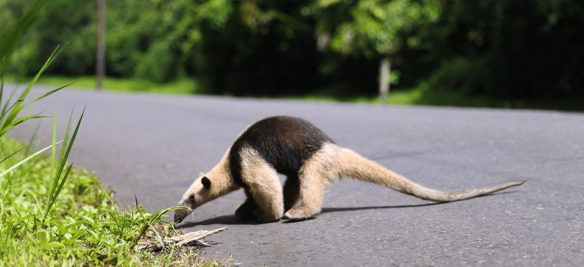 Inicia campaña de protección de la fauna silvestre en Antioquia