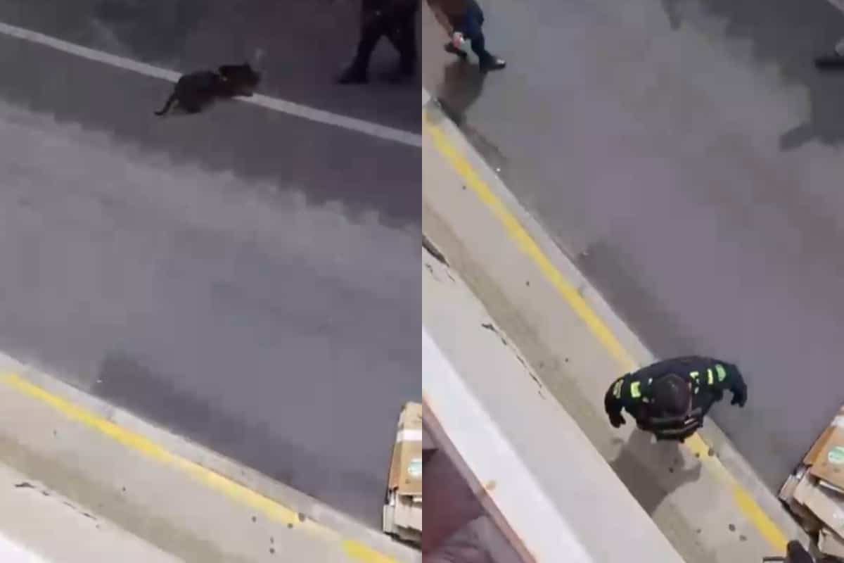 Indignación en Rionegro por la muerte de un perro durante un procedimiento policial