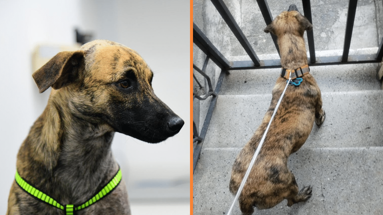 Bizcocho, el perro del Comando de Policía, regresa a casa tras intensa búsqueda