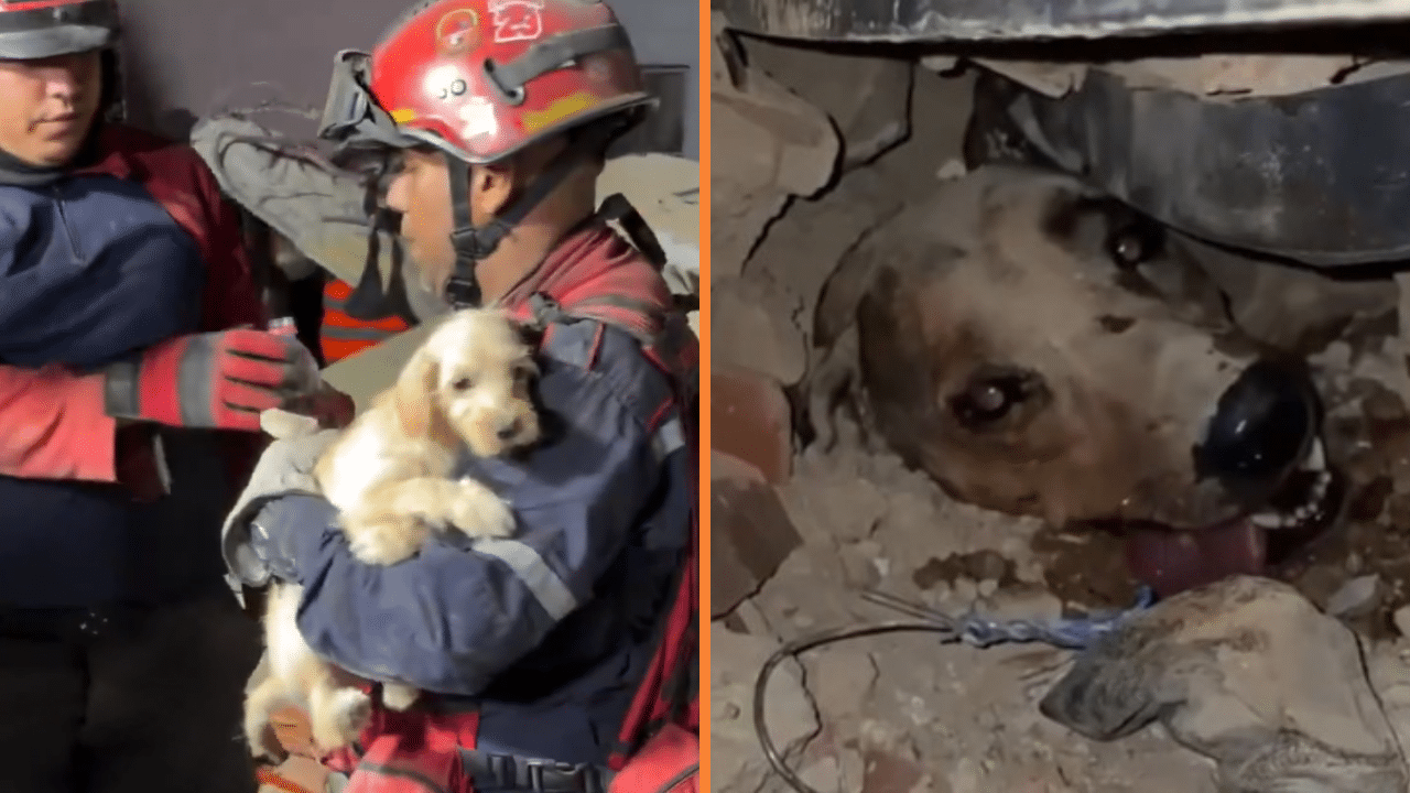 Campañas de donación para mascotas afectadas por terremotos en Venezuela