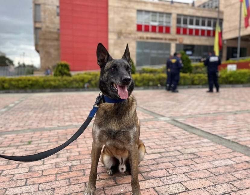 Dastan, el perro rescatista colombiano que viaja a Venezuela tras los terremotos