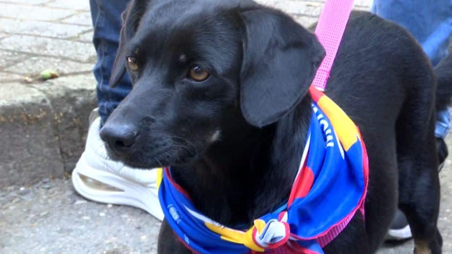El Pibe, Yoreli y Naranja Mecánica, algunas de las mascotas  que esperan por un nuevo hogar en la adoptatón
