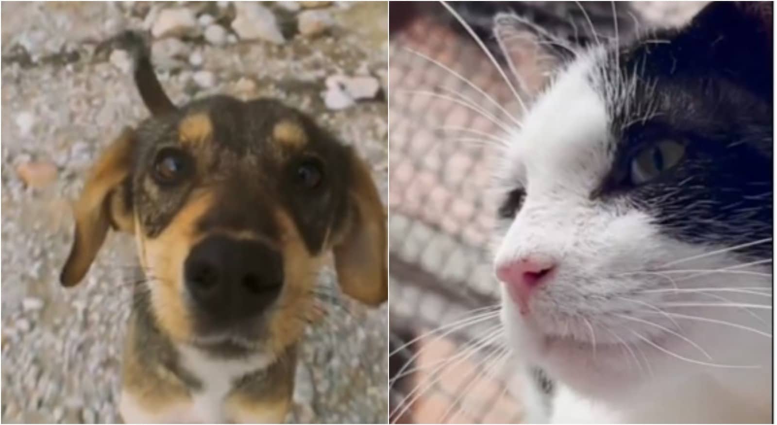 El fichaje más importante del Mundial puede ser una adopción: 80 animales buscan hogar en Medellín
