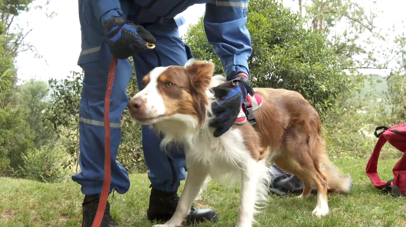 Perros rescatistas viajarán a Venezuela: pueden hacer en 30 minutos lo que tomaría siete horas de búsqueda humana