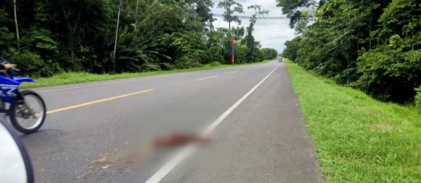 Atropello de animales en Urabá: un llamado a la conciencia vial
