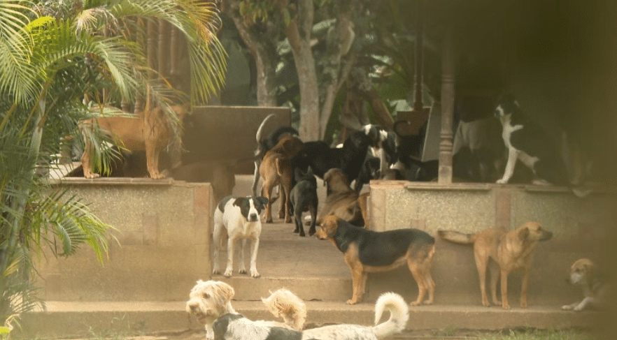 Crisis en el refugio Huella Vital: 280 animales en riesgo de desalojo