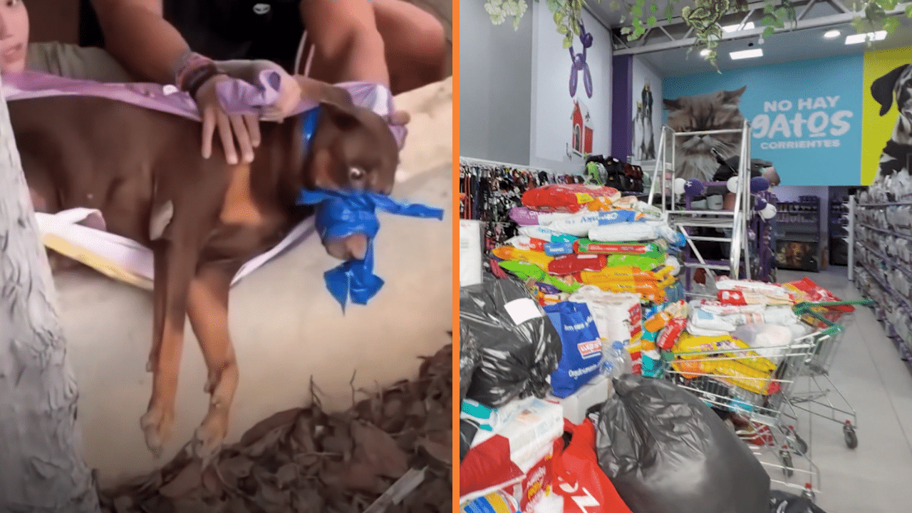 Campaña 'Patitas Por Venezuela' busca ayudar a mascotas afectadas por el terremoto