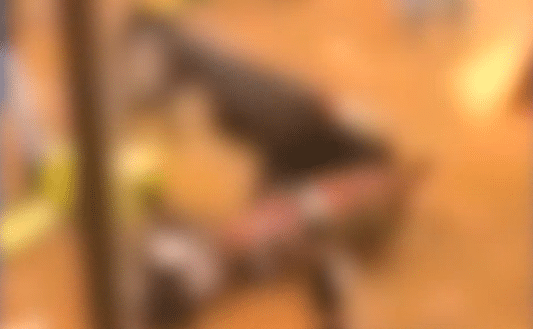 Un caballo muerto y otros heridos en las corralejas de El Bagre