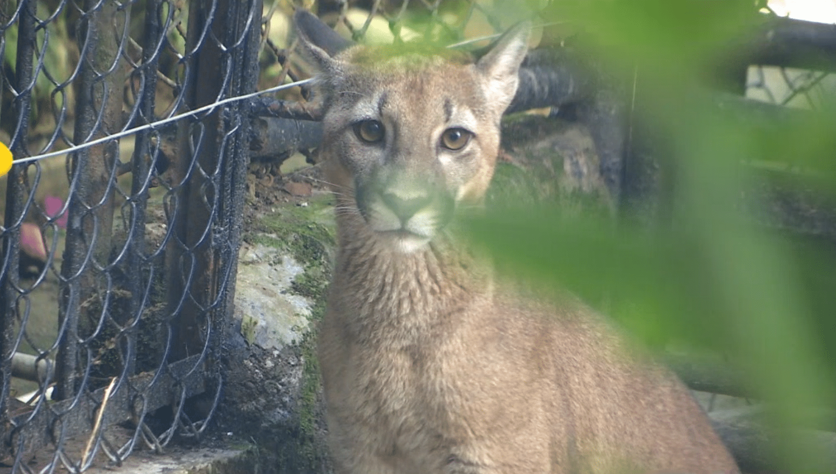 21 animales rescatados encuentran hogar en el Parque de la Conservación