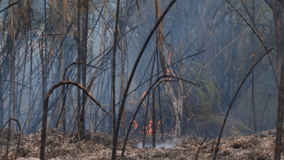 Bomberos controlan en un 95 % incendio en la vereda Potrerito de Bello que ajusta cinco días