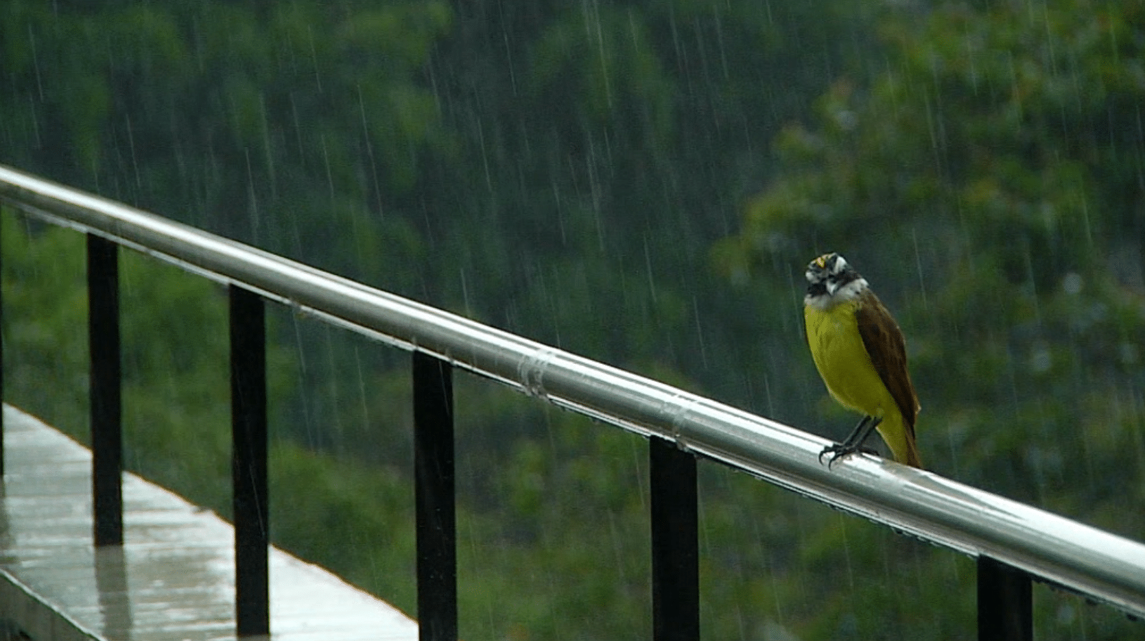 Pronostican lluvias en Antioquia durante este domingo de elecciones 