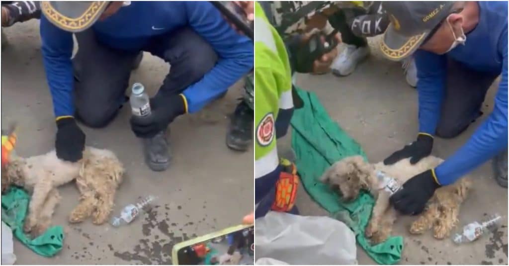 Rescate milagroso de Laila, la perrita sobreviviente de los sismos en Venezuela