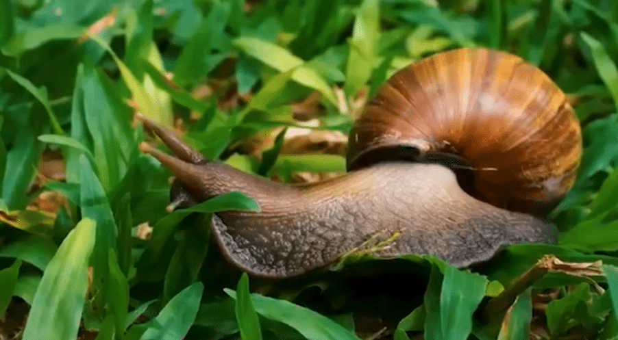 Alerta por presencia del caracol africano en parques de Medellín