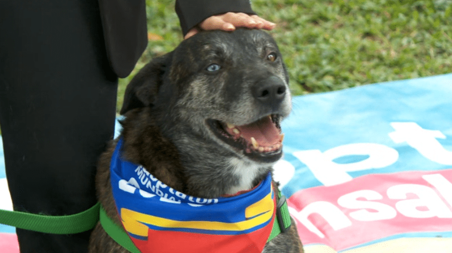 Así es el picnic mundialista con los perros veteranos del Centro de Bienestar Animal La Perla