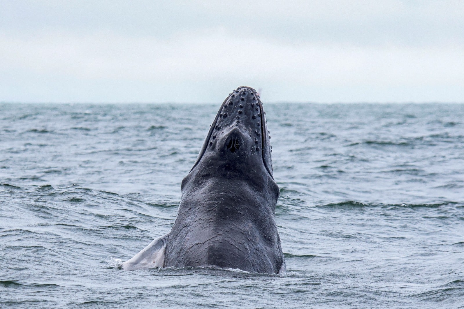 Comenzó la temporada de avistamiento de ballenas en Colombia: estos son los mejores destinos para verlas