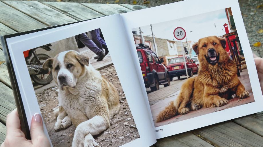 Conozca el libro de fotos que muestra a perritos rescatados y que enamora a todos