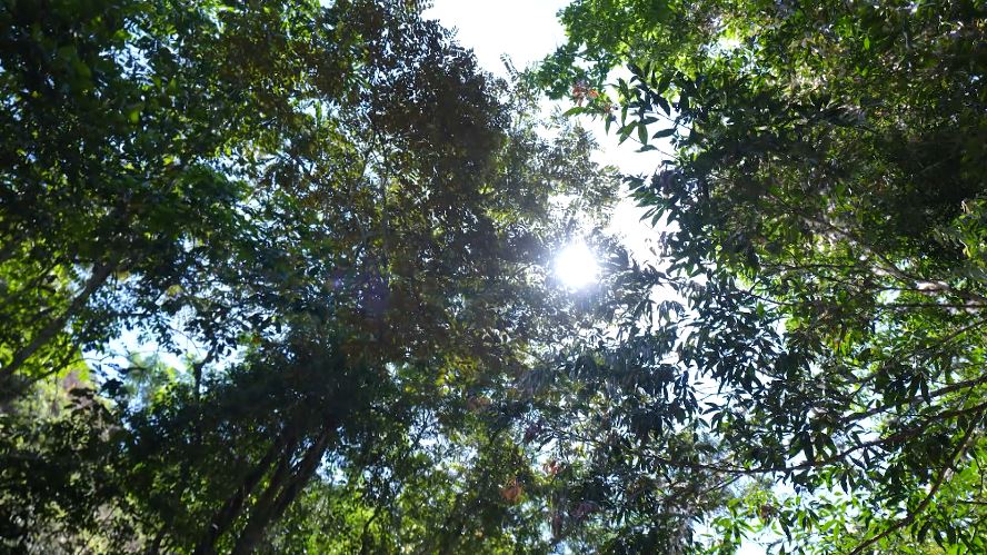 Medidas de vigilancia ante el fenómeno de El Niño en Medellín