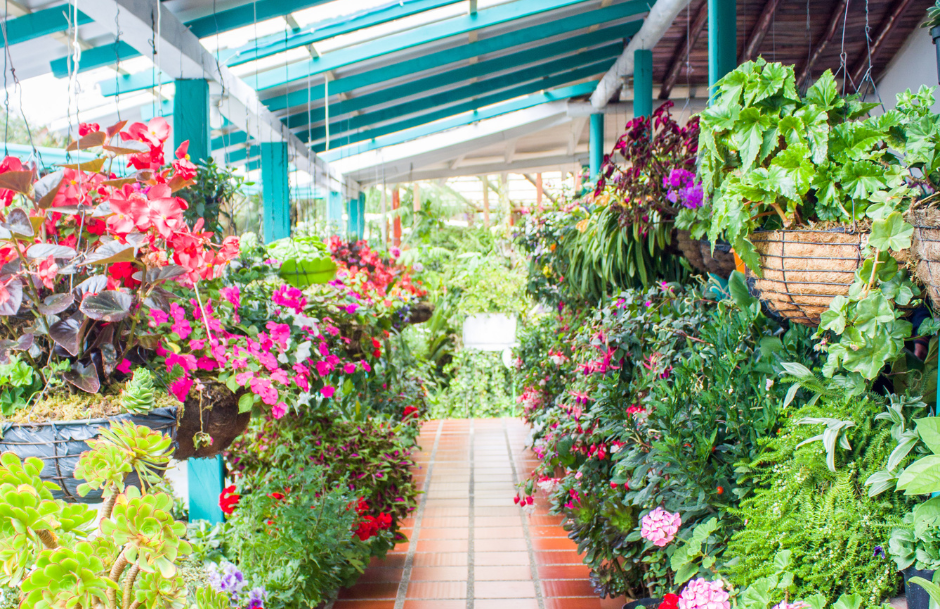 Estas son las mejores fincas silleteras para visitar durante la Feria de las Flores 2026