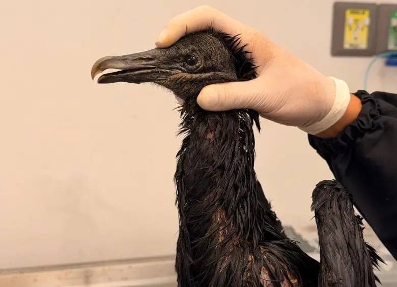 Rescate y rehabilitación de un gallinazo tras agresión con aceite caliente