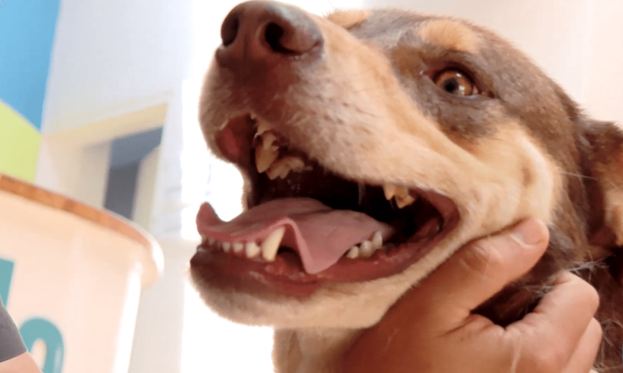 La increíble historia de Chupete: el perro rescatado por La Perla que busca un hogar en Medellín
