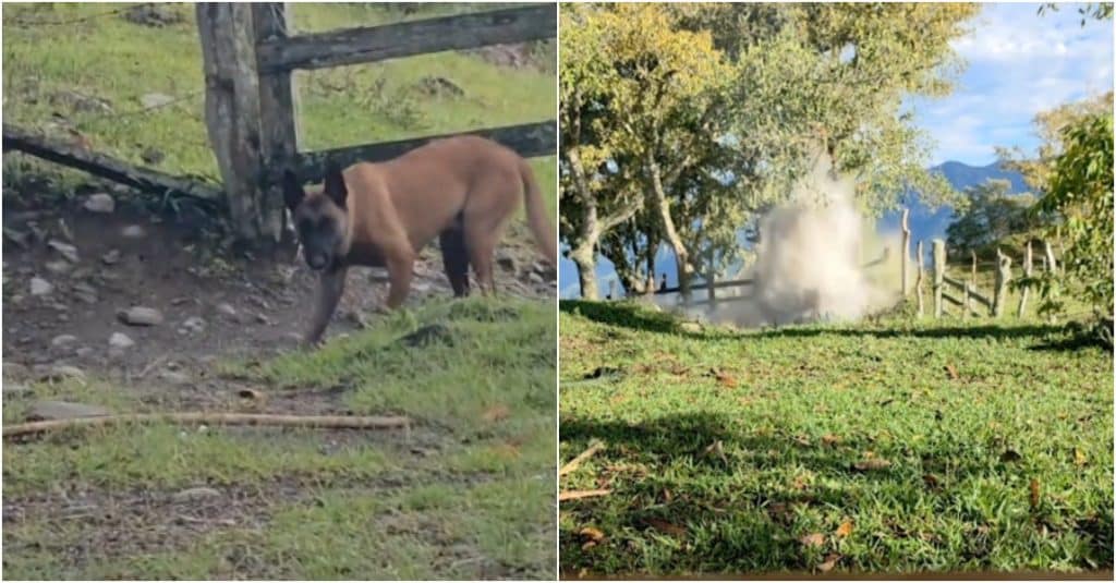 Perro antiexplosivos evitó una tragedia en Ituango tras detectar una amenaza cerca a una escuela