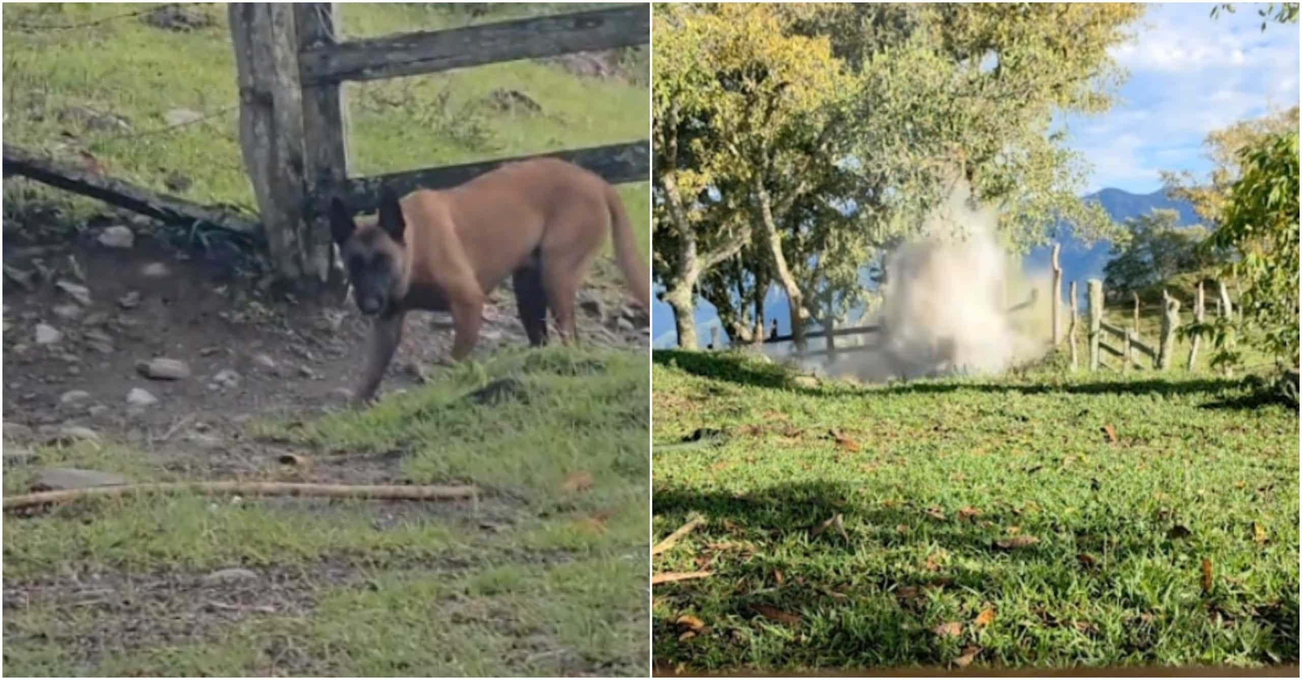 Perro antiexplosivos evitó una tragedia en Ituango tras detectar una amenaza cerca a una escuela