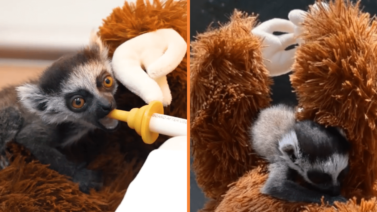 ¿Por qué esta bebé lémur no se despega de un peluche en el zoológico de Cali? Su historia enternece en redes