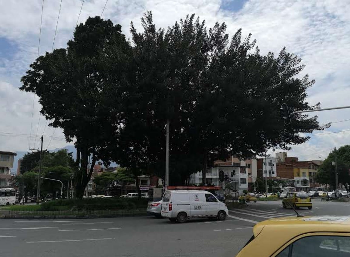 El futuro de los árboles en la glorieta de Don Quijote durante las obras del Metro de la 80