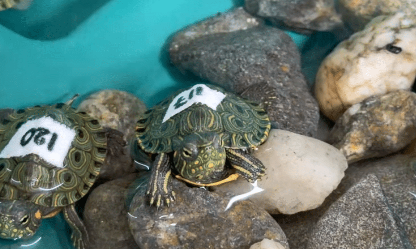 Rescate de 20 tortugas hicotea en Santo Domingo