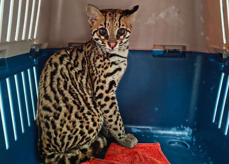 Rescatan un ocelote bebé en Sabaneta: autoridades creen que estuvo en cautiverio