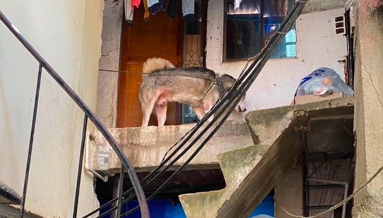 Rescatan perro que permanecía amarrado y en condiciones de maltrato en Andalucía
