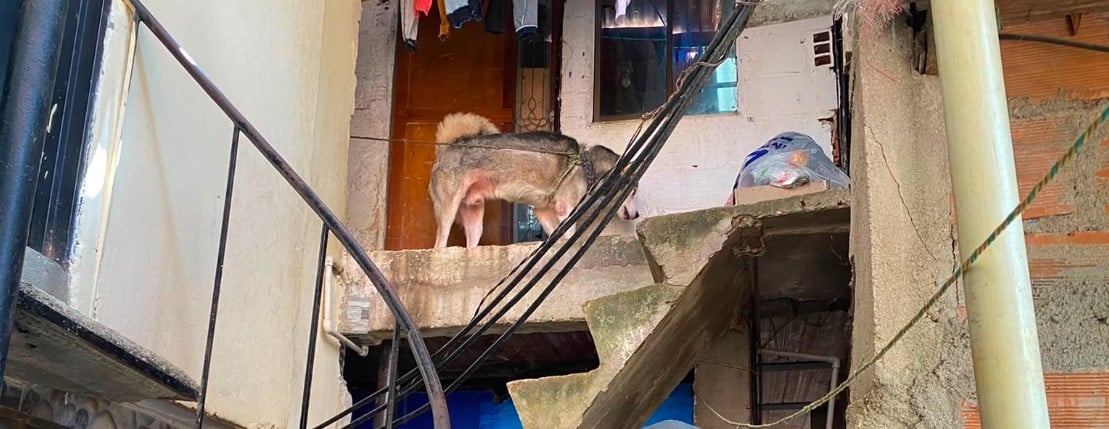 Rescatan a perro maltratado en Andalucía, Medellín