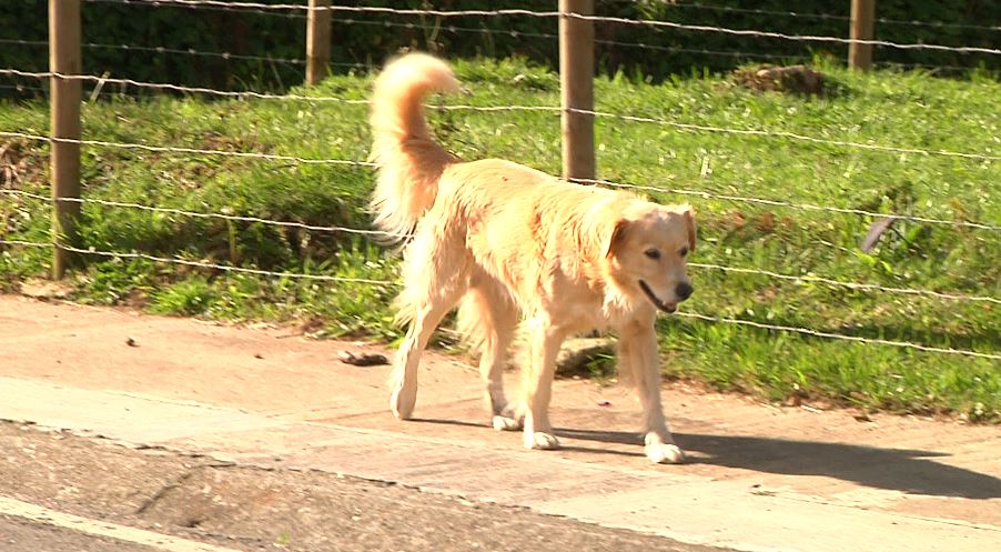 Día Internacional del Perro Callejero: Una Hoja de Ruta para su Recuperación en Medellín