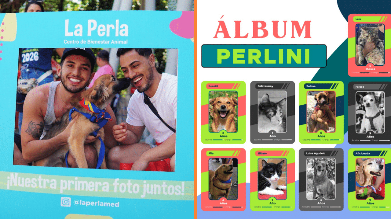 La campaña de adopción en Medellín: una oportunidad para perros y gatos