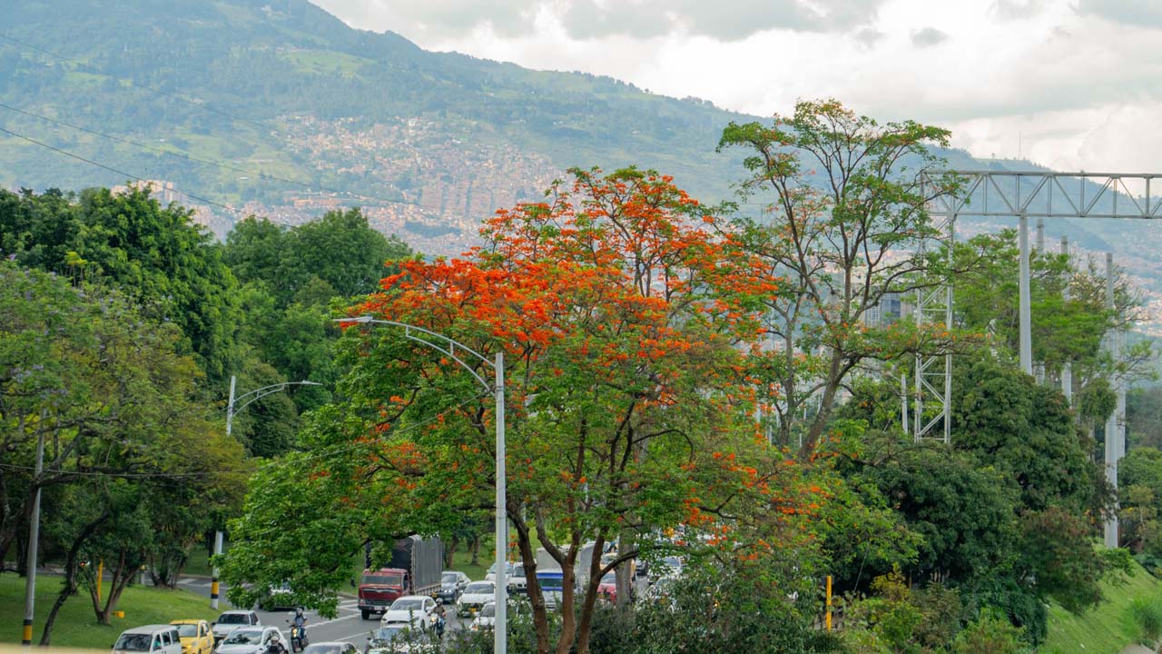 El Valle de Aburrá refuerza la protección de sus árboles