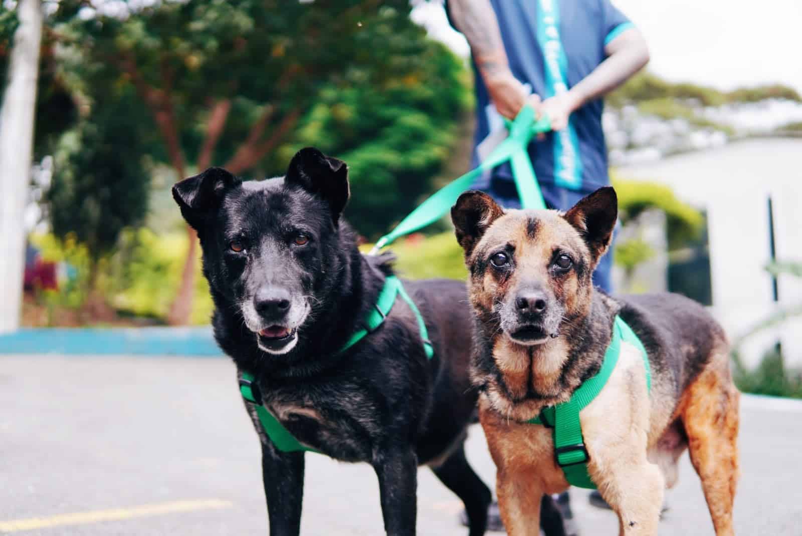 Día Mundial del Perro: una celebración por la vida y el bienestar de nuestros compañeros